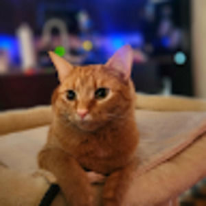 Meet your Posher, Lois